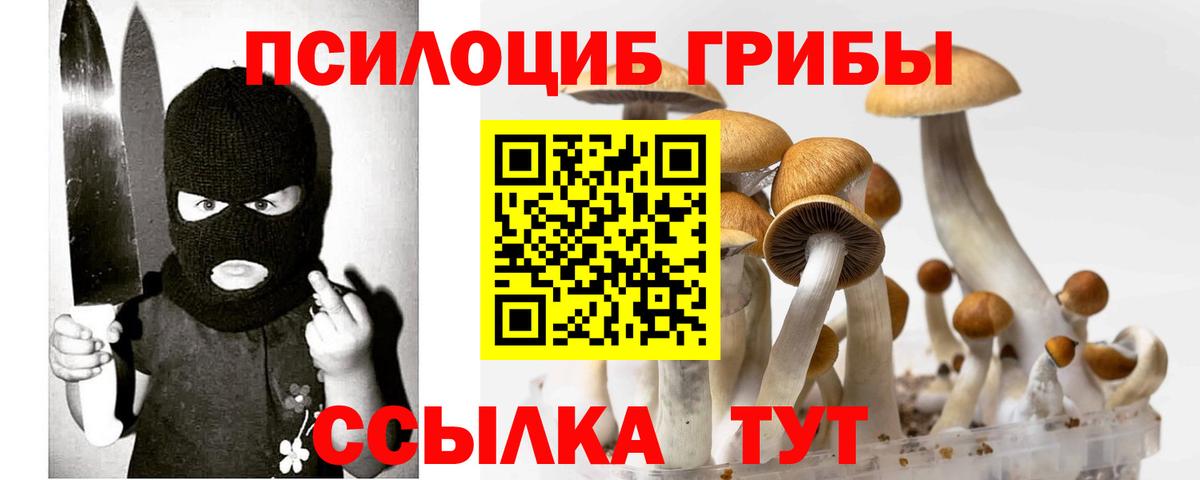 Галлюциногенные грибы Psilocybe Горно-Алтайск